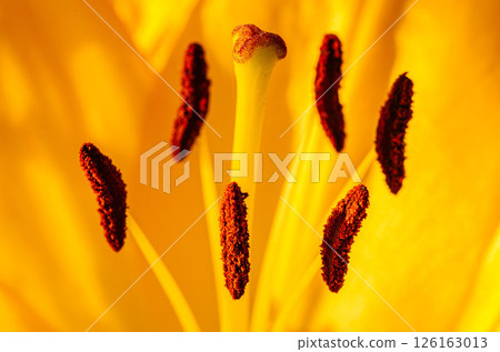 Yellow Lily Stamens with Bold Contrast 126163013
