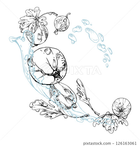 Gooseberry Currant berry leaves, flowers dew drops flying in water splash, ripe garden juneberry casseille jostaberry. Isolated illustration hand drawn in vector ink. Cafe menu, farmers market grocery 126163061
