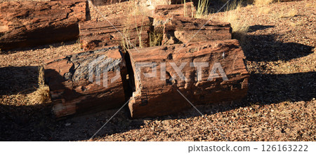 Ancient Petrified Tree Section 126163222