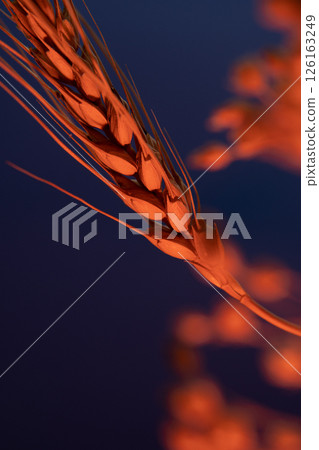 Wheat among flowers on a dark blue red background. Wheat among flowers on a dark blue red background. 126163249