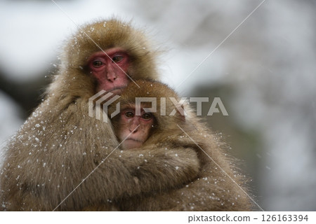 Japanese macaque parent and child warming each other 126163394