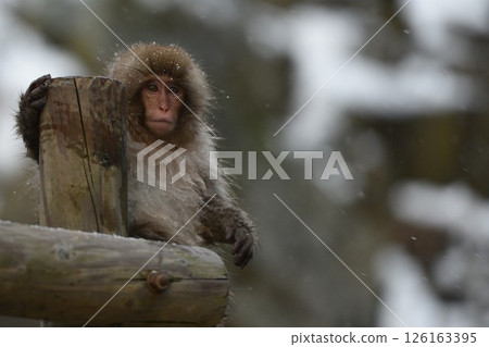 小猴在雪地裡玩耍 126163395