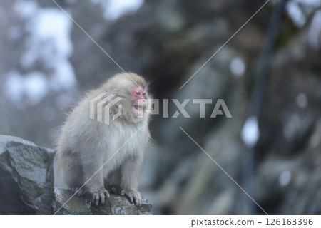日本獼猴盯著看 日本獼猴盯著看 126163396