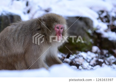 小猴子在雪地裡玩耍 小猴子在雪地裡玩耍 126163397