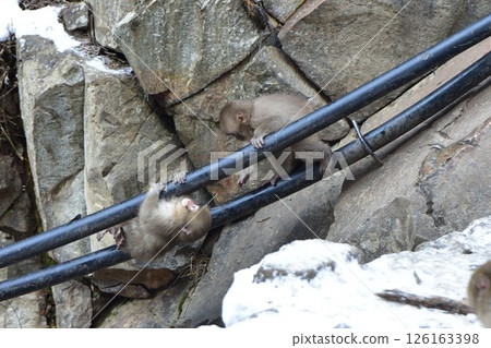 小猴子玩溫泉管 126163398