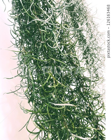 兩種空氣植物(鐵蘭屬植物)懸掛作為室內裝飾 1 兩種空氣植物(鐵蘭屬植物)懸掛作為室內裝飾 1 126163468