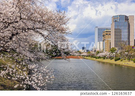 Cherry blossoms at Maizuru Park 126163637