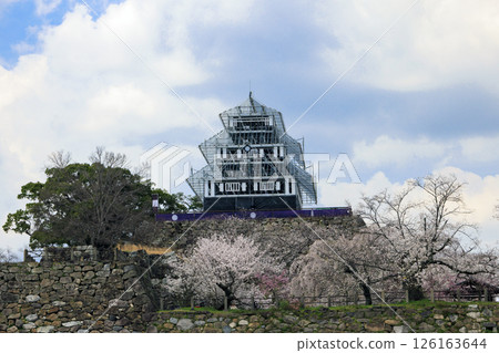 Maizuru公園的櫻花 126163644