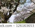 Cherry blossoms at Maizuru Park 126163653