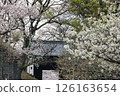 Cherry blossoms at Maizuru Park 126163654
