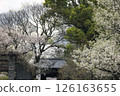 Cherry blossoms at Maizuru Park 126163655