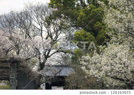 Maizuru公園的櫻花 126163655