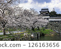 Cherry blossoms at Maizuru Park 126163656