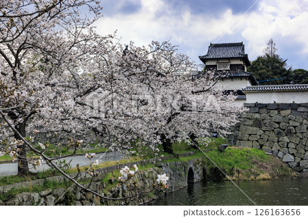 Maizuru公園的櫻花 126163656