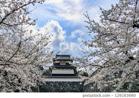 Maizuru公園的櫻花 126163660