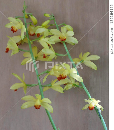 Gansekilan (rock orchid) 126164133