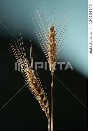 Two golden ears of wheat on a dark blue background. Two golden ears of wheat on a dark blue background. 126164149