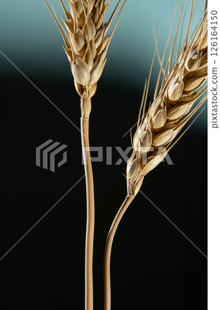 Two golden ears of wheat on a dark blue background. 126164150