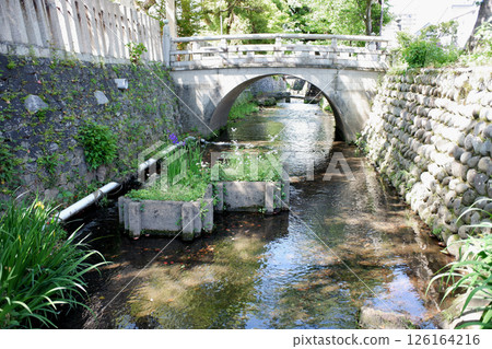 岐阜縣大垣市八幡神社附近的水門川支流 126164216