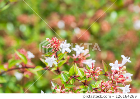 白色六道木花盛開的美麗風景 126164269