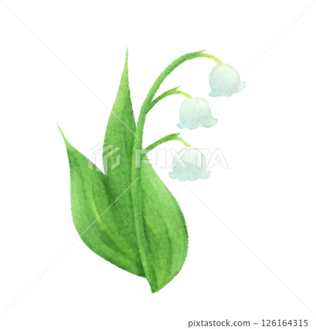 水彩風格鈴蘭插圖 水彩風格鈴蘭插圖 126164315