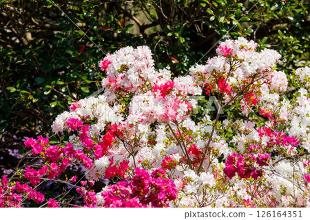 Azalea in full bloom 126164351