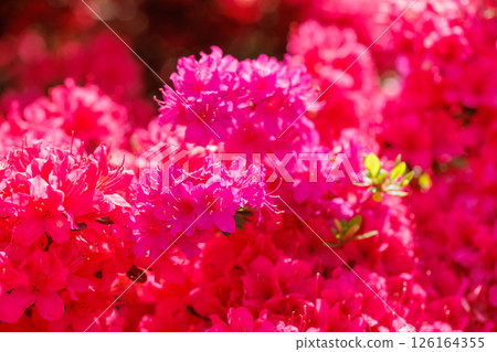 Azalea in full bloom 126164355