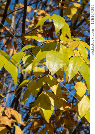 Yellow leaves on the branches. Autumn nature background with ash leaves. 126164393