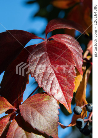 Autumn grapes with red leaves, the vine at sunset is reddish yellow Autumn grapes with red leaves, the vine at sunset is reddish yellow 126164396