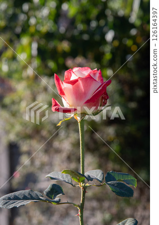 A white-pink rose is alone in the garden. A white-pink rose is alone in the garden. 126164397