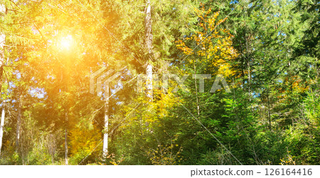 Panorama of a forest at sunrise 126164416