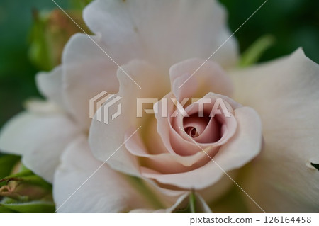Rare colored roses Sweet chocolate 126164458