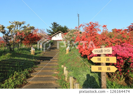 Kasama azalea park Kasama azalea park 126164474