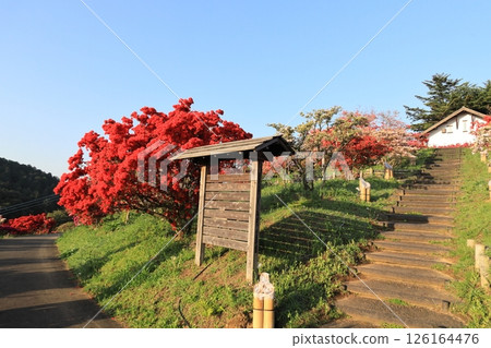 Kasama杜鵑花公園 126164476