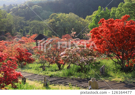 Kasama杜鵑花公園 126164477