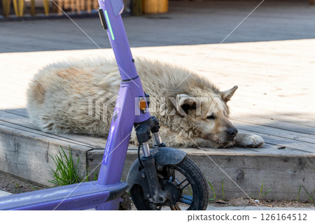 Large shaggy dog relaxing near an electric scooter on a wooden deck 126164512