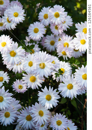 Bush of chrysanthemum chamomile. Lots of delicate flowers. Autumn flowers. Background picture. 126164561