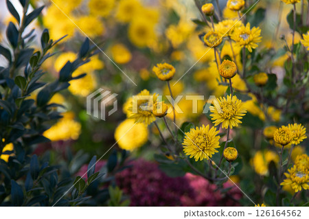 The farm is blooming with colorful yellow and orange chrysanthemums. 126164562