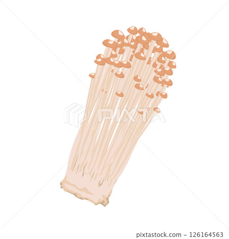 Enoki mushroom illustration 126164563