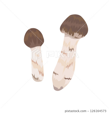 松茸蘑菇的例證 126164573