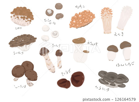 Illustration of various edible mushrooms 126164579