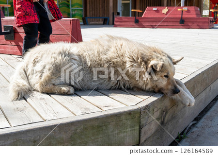 Large shaggy dog relaxing on wooden deck in public space Large shaggy dog relaxing on wooden deck in public space 126164589