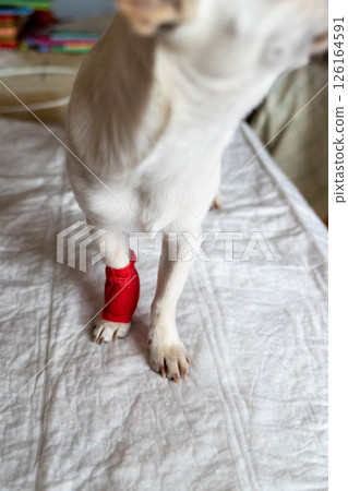 Small dog with red bandage recovering on white mat Small dog with red bandage recovering on white mat 126164591