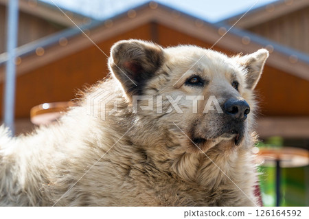 Fluffy dog enjoying sunlight in front of wooden building Fluffy dog enjoying sunlight in front of wooden building 126164592