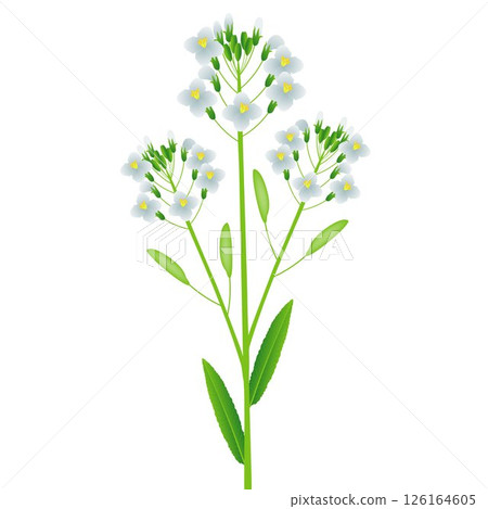 Horseradish branch with flowers and fruits on a white background. 126164605