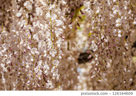 Light red wisteria in full bloom 126164609