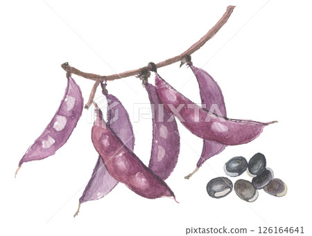 用水彩畫的扁豆和豌豆-紫色 126164641