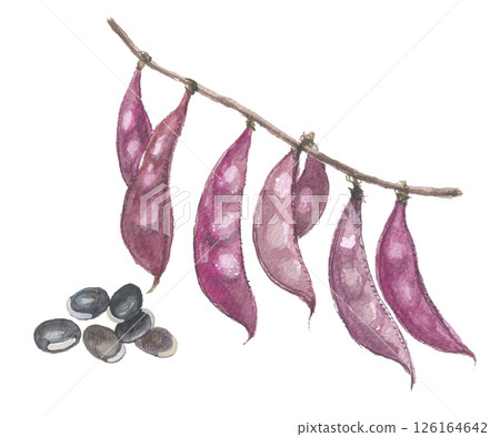 用水彩畫的扁豆和豌豆-紫色 126164642