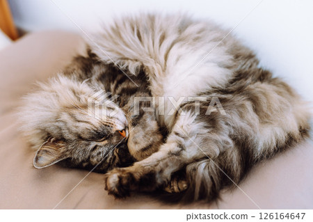 close up grey fluffy sleeping cat 126164647