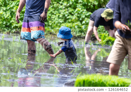 Parent and child rice planting experience - Toddler Parent and child rice planting experience - Toddler 126164652